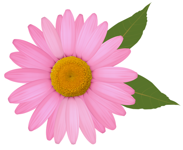 Common Daisy PNG Photo