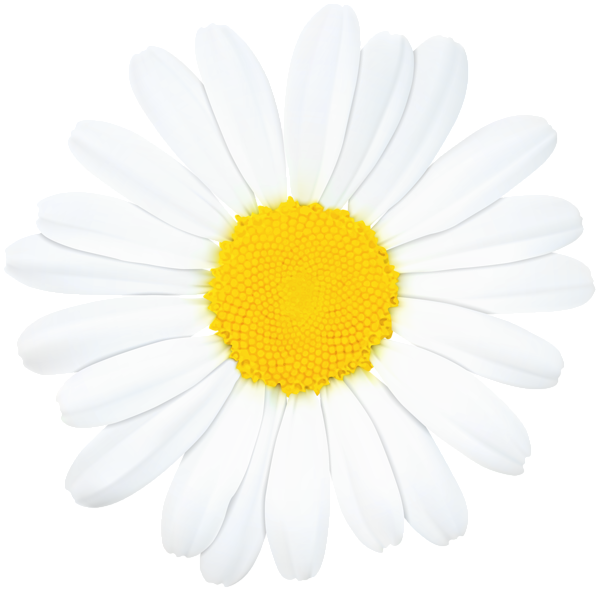 Common Daisy PNG Pic