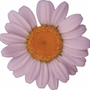 Common Daisy PNG Picture