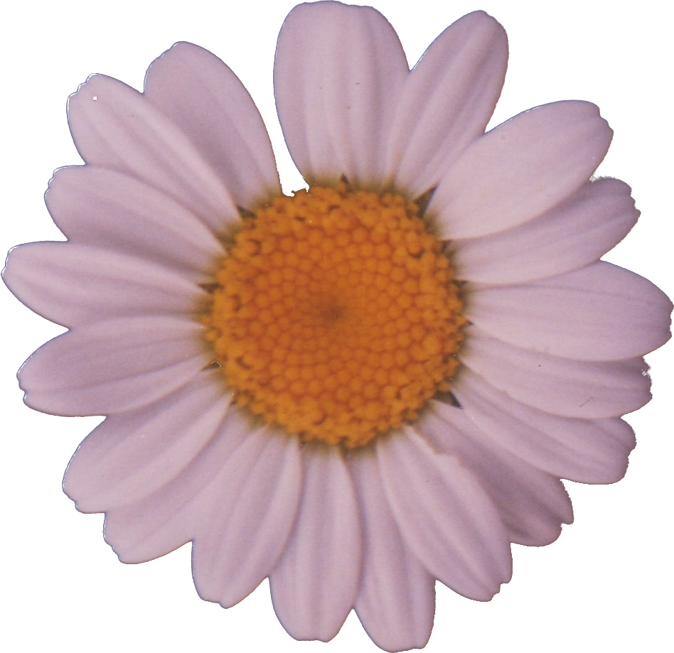 Common Daisy PNG Picture