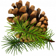 Conifer Cone Background PNG