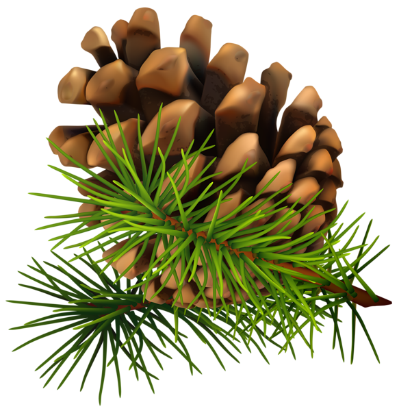 Conifer Cone Background PNG