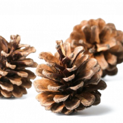 Conifer Cone Element PNG Image