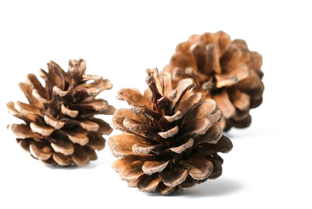 Conifer Cone Element PNG Image