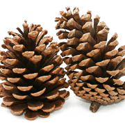 Conifer Cone PNG Cutout