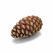 Conifer Cone PNG Free Image