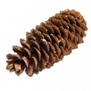 Conifer Cone PNG HD Image