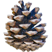 Conifer Cone PNG Image