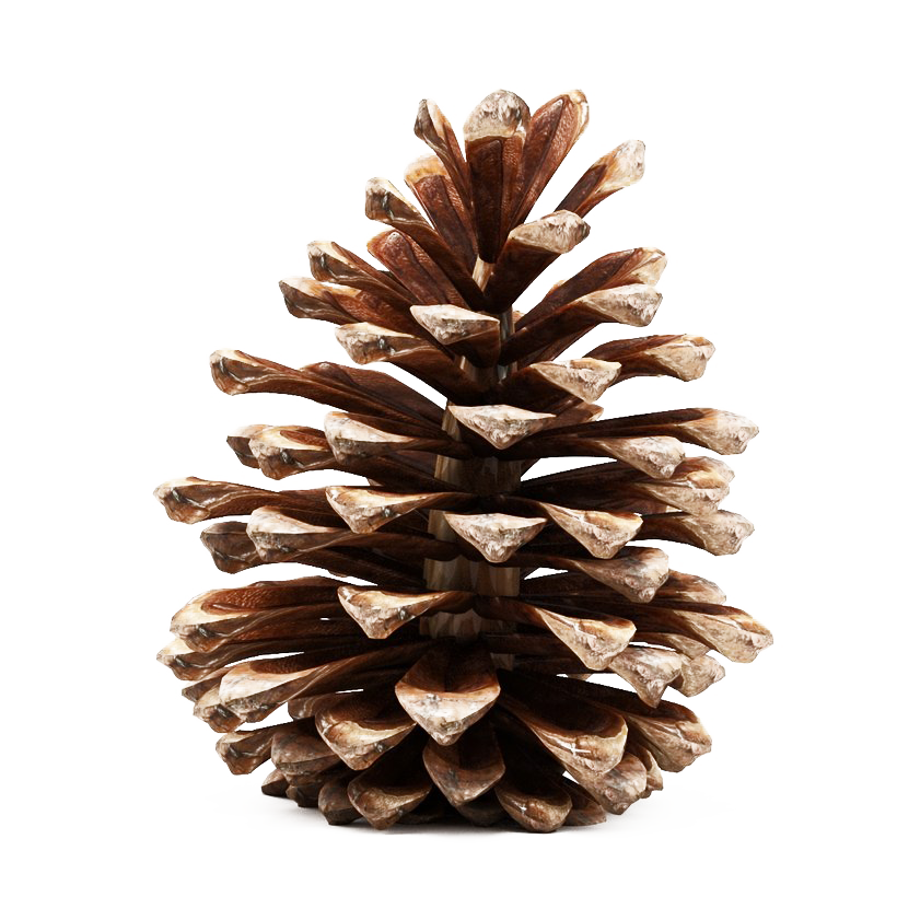 Conifer Cone PNG Image File