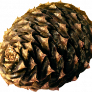 Conifer Cone PNG Image HD