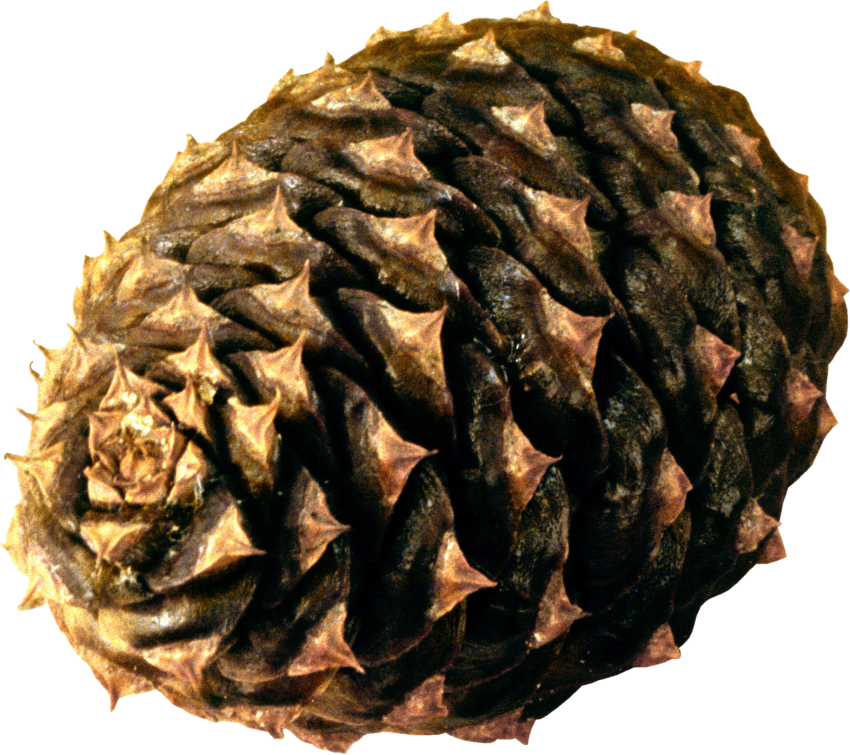 Conifer Cone PNG Image HD