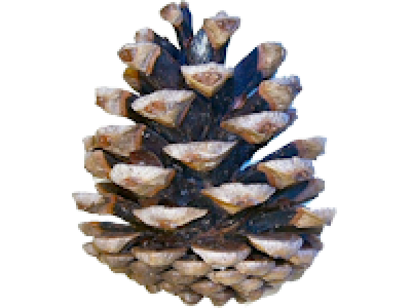 Conifer Cone PNG Image