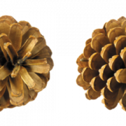 Conifer Cone PNG Images