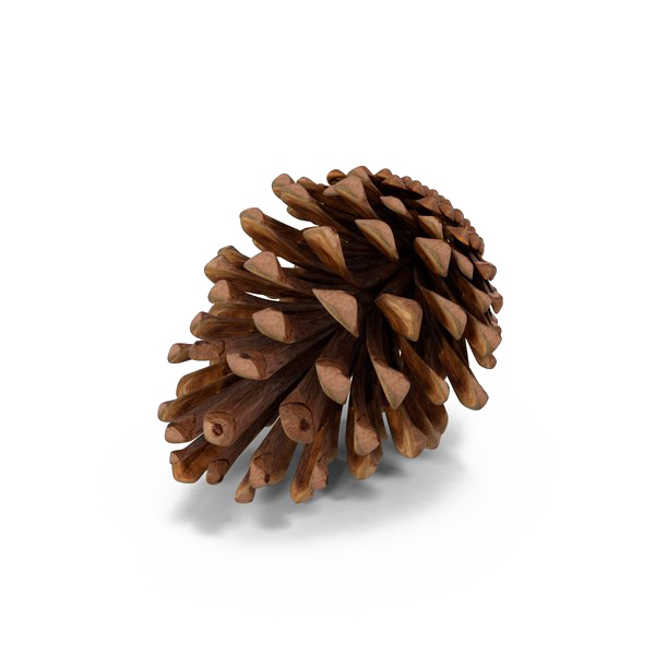 Conifer Cone PNG Images HD