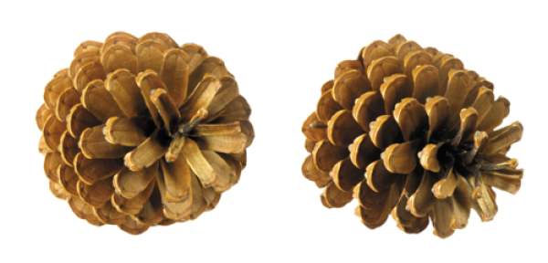 Imagens de cone de cones