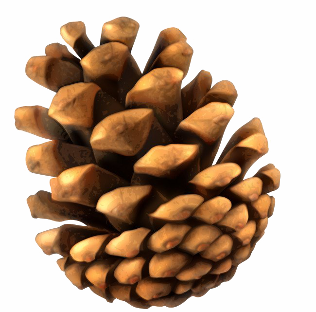 Conifer Cone PNG Photos
