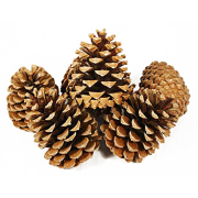 Conifer Cone PNG Picture