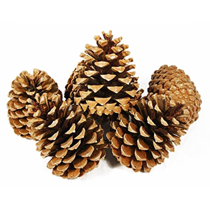 Conifer Cone PNG Picture