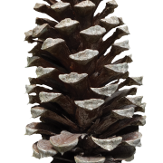 Conifer Cone Vector PNG Cutout