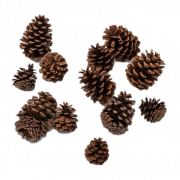 Conifer Cone Vector PNG File