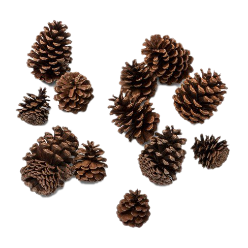 Conifer Cone Vector PNG File