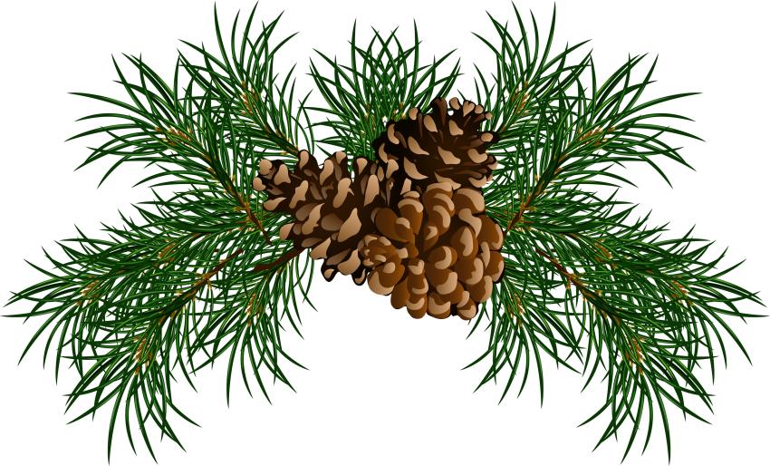 Conifer Cone Vector PNG Image