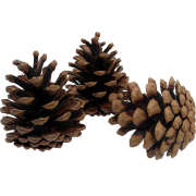 Conifer Cone Vector PNG Pic