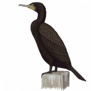 Corvo-marinho
