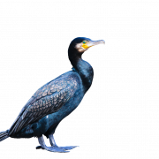 PNG de fundo cormorante