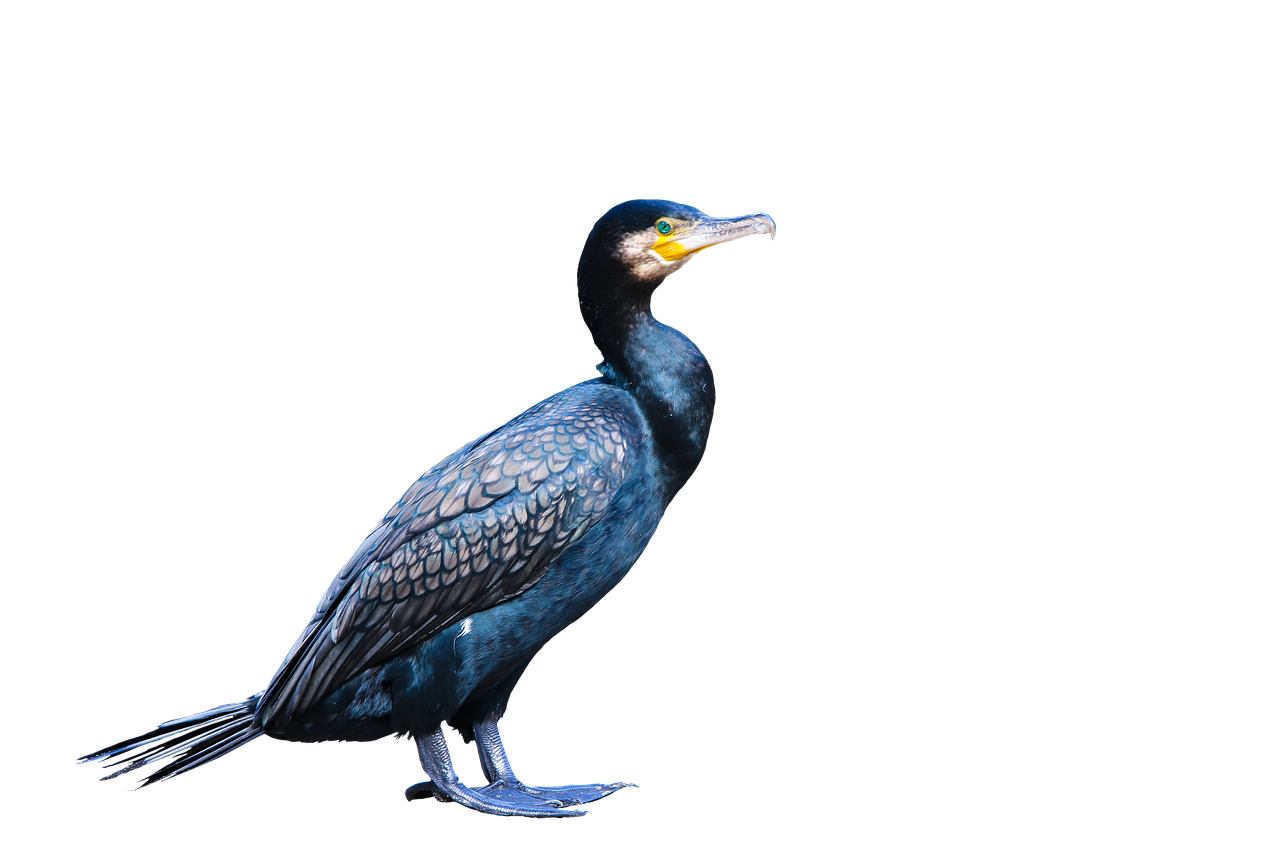 Cormorant Background PNG