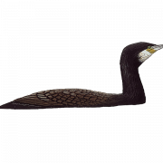 PNG cormorano