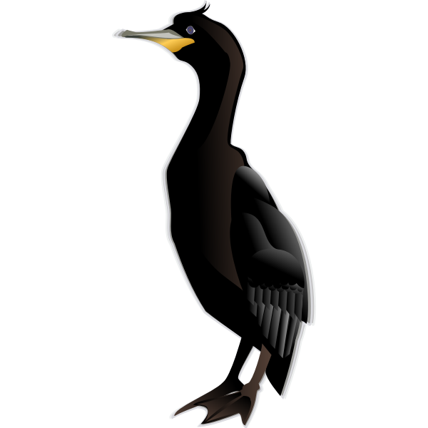 Cormorant PNG Background