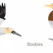 Cormorant PNG -uitsparing