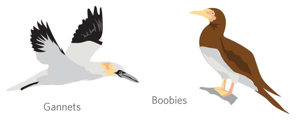 Cormorant PNG Cutout