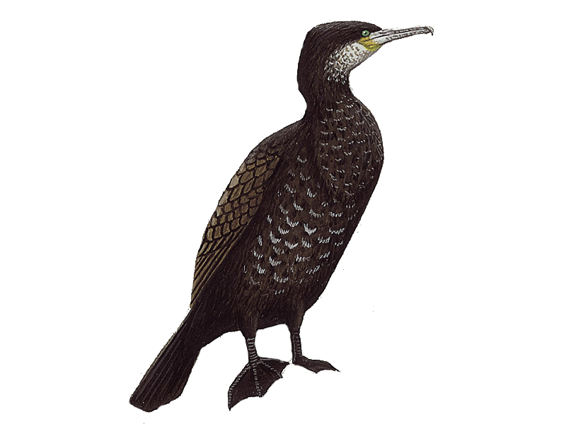 Cormorant PNG File
