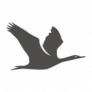 Immagine gratuita del PNG cormorano