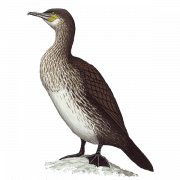 Imagem PNG cormorant