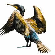 Cormorant PNG Image File