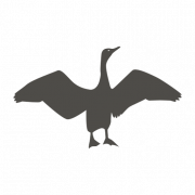 Image PNG cormorane HD