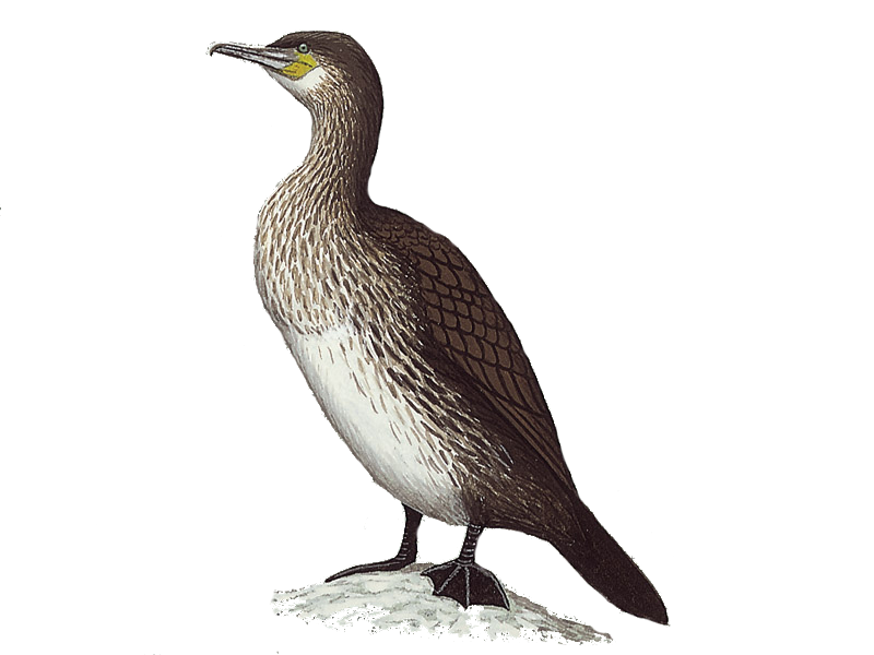 Cormorant PNG Image