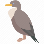 Immagini PNG cormorane