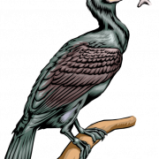 Cormorant PNG Picture