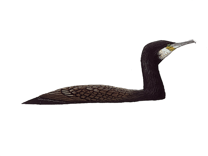 Cormorant PNG