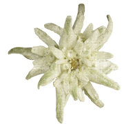 Edelweiss No Background