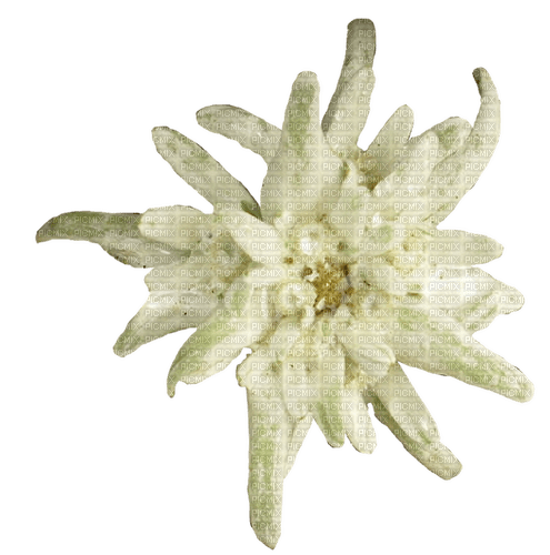 Edelweiss No Background