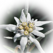 Edelweiss PNG Free Image