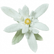 Edelweiss PNG Image