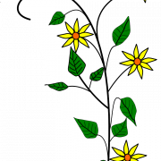 Edelweiss PNG Image File