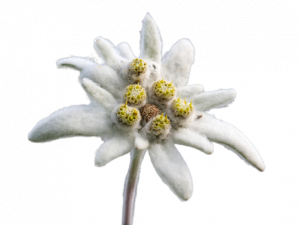 Edelweiss PNG Images HD
