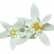 Edelweiss PNG Pic